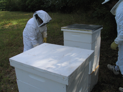 checking hive