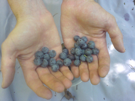 Berries in hand