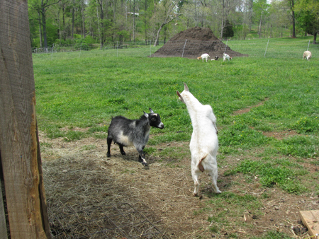 headbutting goats