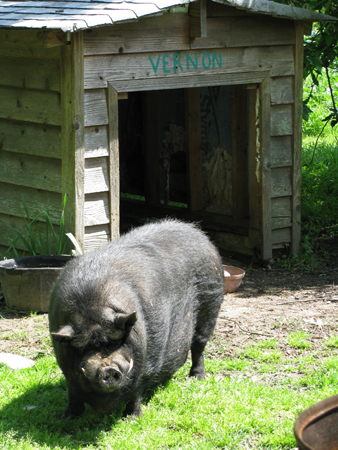 vernon the pig