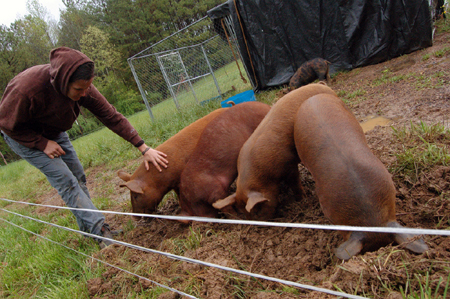 tamworth pigs tilling