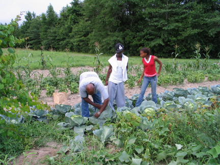 Randolph harvesting cabbage